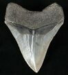 Serrated Fossil Megalodon Tooth #13372-2